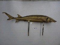 中華鱘藏品圖，第2張